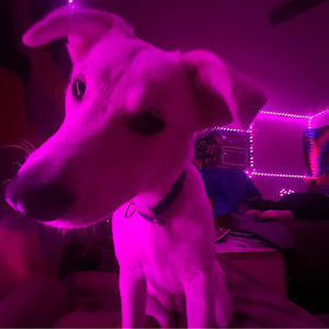 Meet your Posher, Ava